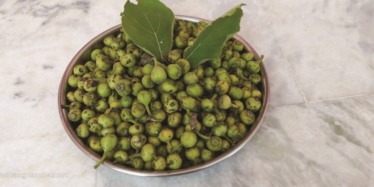 Unlocking Wild Food Plants Can Herald Culinary Tourism