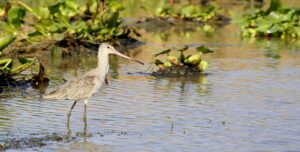 The Magic Of Mangalajodi- Godwit at Lake Chilika