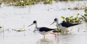 The Magic Of Mangalajodi-From Poachers To Protectors Black Winged Stilt at Chilika Lake