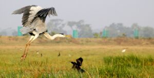 The Magic Of Mangalajodi- Grey Heron at Chilika Lake