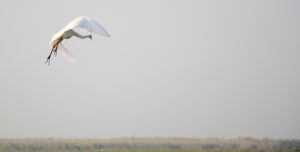The Magic Of Mangalajodi- Intermediate Egret at Chilika Lake