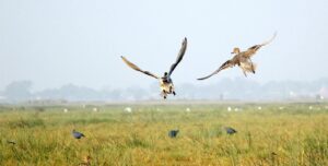 The Magic Of Mangalajodi-Northern Pintails Flying Chilika Lake