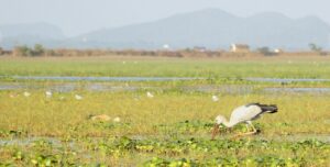 The Magic Of Mangalajodi-Open Billed Stork at Chilika Lake