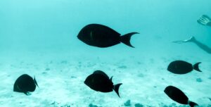 Marine life of Lakshadweep