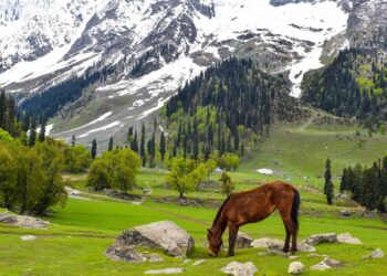 Explore The Endless Beauty Of Kashmir With IRCTC 6 Day Tour Package