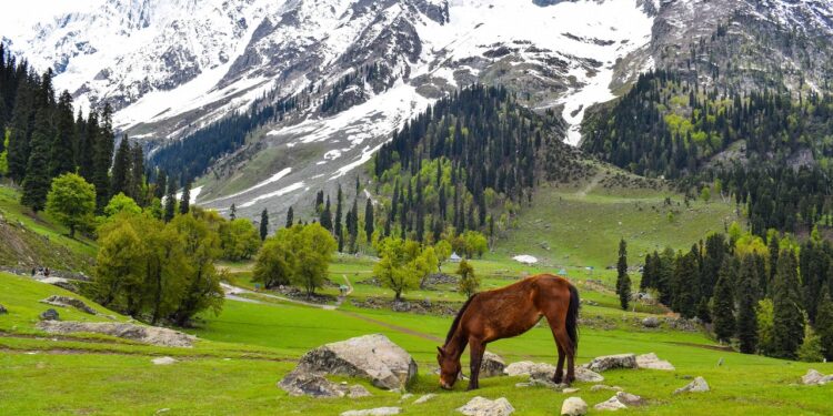 Explore The Endless Beauty Of Kashmir With IRCTC 6 Day Tour Package