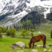 Explore The Endless Beauty Of Kashmir With IRCTC 6 Day Tour Package