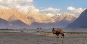 10 Best Summer Destinations In North India_Nubra Valley