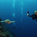 Best Scuba Diving Sites In India