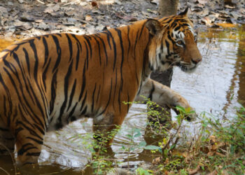 Visitors to eco-tourism sites in Karnataka will now get insurance cover