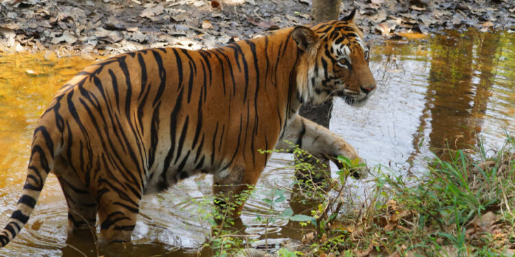 Visitors to eco-tourism sites in Karnataka will now get insurance cover