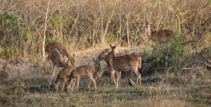 Visitors to eco-tourism sites in Karnataka will now get insurance cover_1