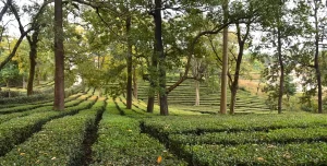Best Places to Visit in Dharamshala_Kangra Tea Garden