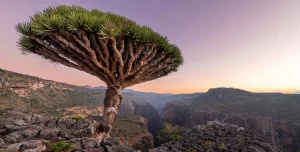 Discover 7 Hidden Wonders That Deserve A Spot On Your Travel Bucket List_Socotra