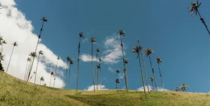 Discover 7 Hidden Wonders That Deserve A Spot On Your Travel Bucket List_Valle de Cocora