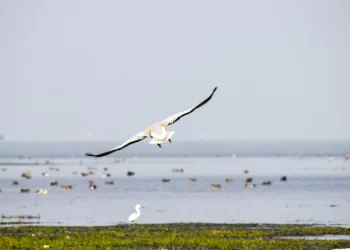 Top Spots For Birdwatching In India_Chilika Lake