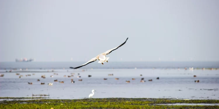 Top Spots For Birdwatching In India_Chilika Lake