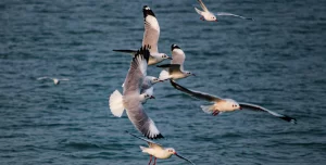 Top Spots For Birdwatching In India_Chilika Lake_1