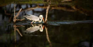 Top Spots For Birdwatching In India_Keoladeo National Park_Rajasthan