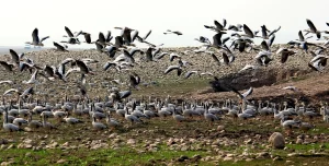 Top Spots For Birdwatching In India_Pong Dam