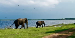 Five Cross-Border Road Trips You Can Take From India_Sri Lanka