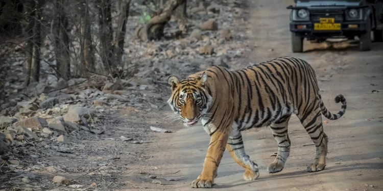 Top 5 Safari Adventures To Fuel Your Spirit