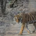Top 5 Safari Adventures To Fuel Your Spirit