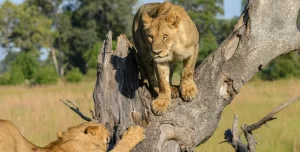 Top 5 Safari Adventures To Fuel Your Spirit-Okavango Delta_Botswana