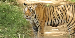 Top 5 Safari Adventures To Fuel Your Spirit-Ranthambore National Park_India