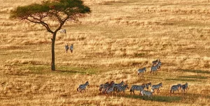 Top 5 Safari Adventures To Fuel Your Spirit-Serengeti National Park_Tanzania