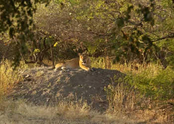 Gir Sanctuary—The Last Home of the Asiatic Lion