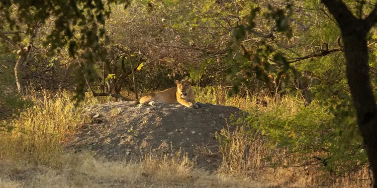 Gir Sanctuary—The Last Home of the Asiatic Lion