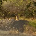 Gir Sanctuary—The Last Home of the Asiatic Lion