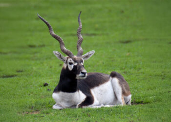 Blackbuck-India’s Fastest On Open Ground