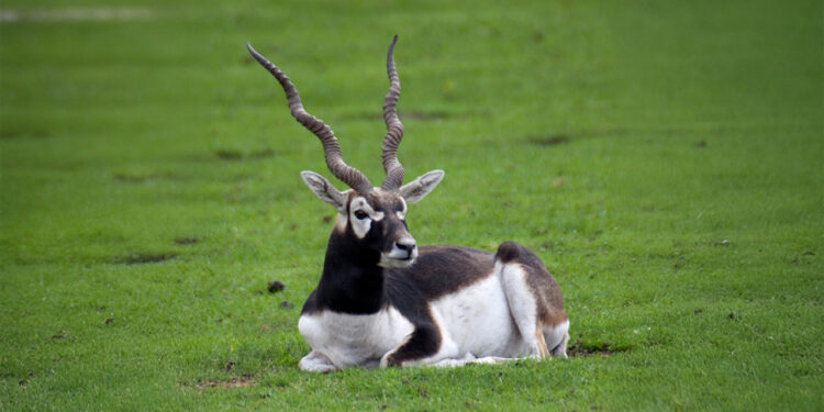 Blackbuck-India’s Fastest On Open Ground