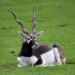 Blackbuck-India’s Fastest On Open Ground