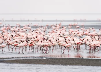 Lake Natron Is Too Harsh for Most Life But Not For Lesser Flamingos