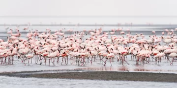 Lake Natron Is Too Harsh for Most Life But Not For Lesser Flamingos