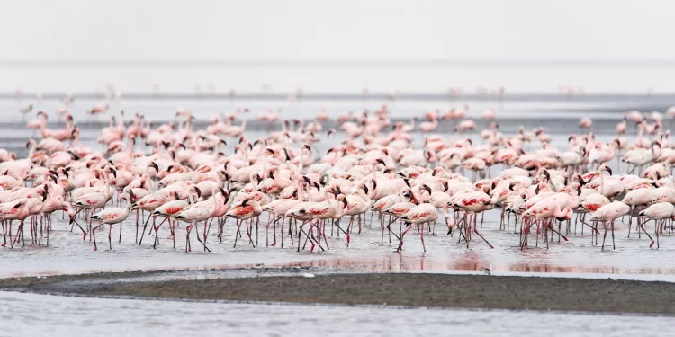 Lake Natron Is Too Harsh for Most Life But Not For Lesser Flamingos