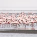 Lake Natron Is Too Harsh for Most Life But Not For Lesser Flamingos