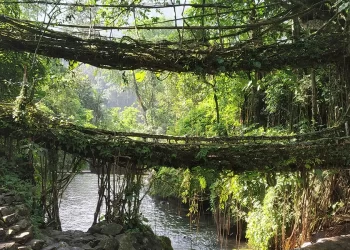 Bridges That Grow_Living Root Bridges of Meghalaya