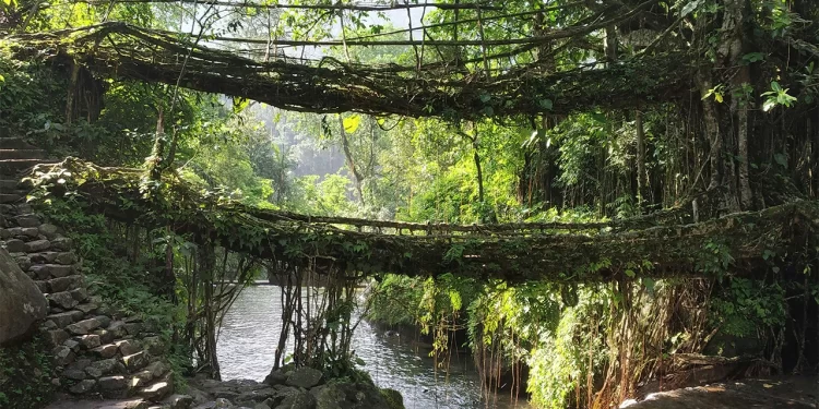 Bridges That Grow_Living Root Bridges of Meghalaya