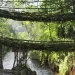 Bridges That Grow_Living Root Bridges of Meghalaya