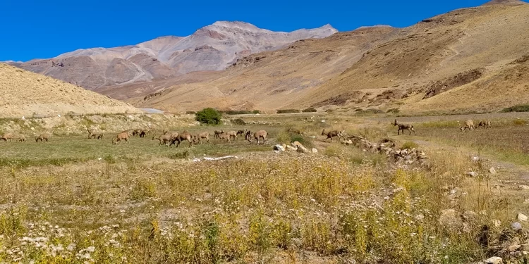 Himachal’s Cold Desert Gets UNESCO Biosphere Reserve Tag