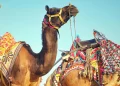 Annual Pushkar Camel Fair to open on October 30