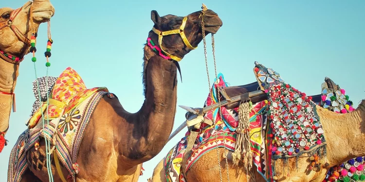 Annual Pushkar Camel Fair to open on October 30