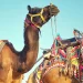 Annual Pushkar Camel Fair to open on October 30