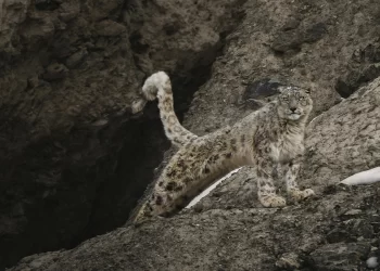 Snow Leopard Population Rises To 83 In Himachal Pradesh