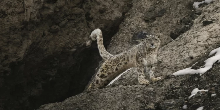 Snow Leopard Population Rises To 83 In Himachal Pradesh