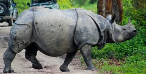 20 UNESCO World Heritage Sites In India To Add To Your Travel List_Kaziranga